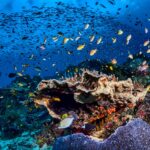 Taman laut Raja Ampat di Papua Barat merupakan salah satu penyumbang terbesar keanekaragaman hayati Indonesia,