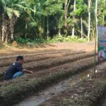 Sukarelawan Ganjar Milenial Banten (GMB) bersama petani milenial Mandalawangi mengadakan workshop di Desa Mandalawangi, Kabupaten Pandeglang, Banten, Jawa Barat, Jumat (24/3). Foto: GMB.