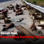 Alami Pecah Ban, Pikap Pengangkut Kambing Terguling
