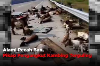 Alami Pecah Ban, Pikap Pengangkut Kambing Terguling