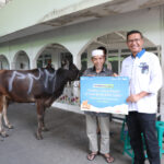 Dalam rangka merayakan hari raya Idul Adha 1444H, PNM menyalurkan hewan kurban di berbagai titik di seluruh Indonesia.