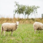 Ilustrasi kambing untuk hewan kurban. Foto: Freepik