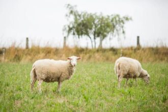 Ilustrasi kambing untuk hewan kurban. Foto: Freepik