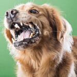 Penyakit rabies di Indonesia umumnya disebabkan oleh gigitan anjing. Foto: nicd.ac.za/adobe stock