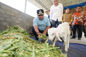 Bahtiar didampingi Kadis Peternakan dan Kesehatan Hewan Sulsel, Nurlina Saking dan Bupati Gowa, Adnan Purichta Ichsan, mengunjungi ternak milik Deng Alli. Foto: Ist