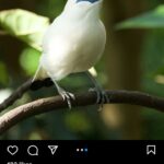 Salah satu burung langka Jalak Bali yang diperdagangkan secara ilegal, dan berhasil dilindungi oleh AZA.