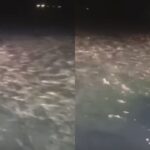 Ribuan ikan muncul di permukaan di Pandeglang Banten. Foto: IG, @kabarnegri (tangkap layar)