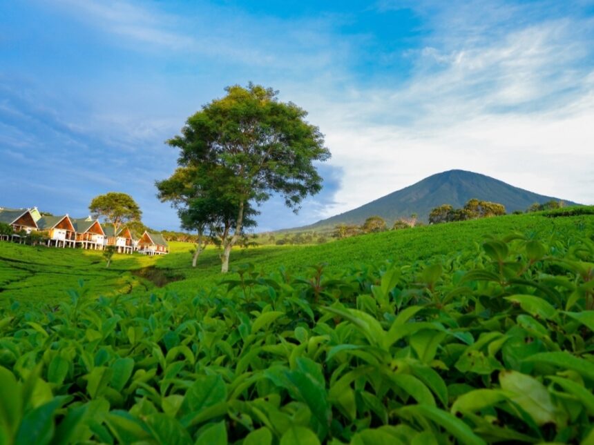 Di sekitar kawasan kebun teh PAgar Alam Gunung Dempo juga terdapat villa-villa yang disewakan.