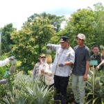 Penjabat Gubernur Sulsel, Bahtiar Baharuddin, melakukan penanaman sekaligus panen nanas di Dusun Bette, Desa Jangan-Jangan, Kecamatan Pujananting, Kabupaten Barru, Jumat, 22 Maret 2024. Foto: Ist