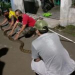 Warga Lengkong Gudang, Kecamatan Serpong, Selasa (19/3) dini hari, menangkap Penangkapan ular sanca batik sepanjang 4 meter.(Istimewa