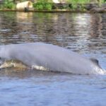 Ilustrasi Pesona Pesut di Desa Pela. foto: humas/ipol.id