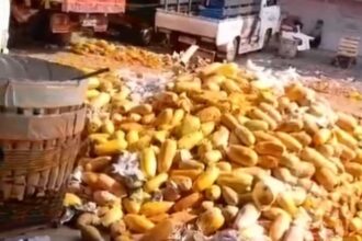 Puluhan ton buah pepaya berserakan terbuang sia-sia di Pasar Induk Kramat Jati, Jakarta Timur, pada Selasa (23/4) siang. Foto: Joesvicar Iqbal/ipol.id