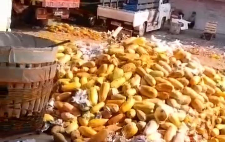 Puluhan ton buah pepaya berserakan terbuang sia-sia di Pasar Induk Kramat Jati, Jakarta Timur, pada Selasa (23/4) siang. Foto: Joesvicar Iqbal/ipol.id