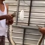 Warga saat menangkap ular piton. Foto: Instagram @info.negri