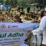 MIND ID menyalurkan sekitar 133 ekor hewan kurban yang terdiri dari 103 ekor sapi dan 30 ekor kambing ke sejumlah wilayah Indonesia terutama di area operasi Grup MIND ID. Foto: Dok MIND ID