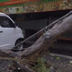 Kondisi pohon Flamboyan yang tumbang menimpa atap warung roti panggang di Jalan Lapangan Tembak, RT 01/11, Cibubur, Ciracas, Jakarta Timur, Selasa (11/ 6/2024) sekitar pukul 14.00 WIB. Foto: Joesvicar Iqbal/ipol.id