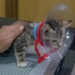 Kepala seekor kucing kesayangan warga di kawasan Ciracas, Jakarta Timur, terjebak masuk ke dalam lubang galon air mineral, Selasa (23/7/2024). Foto: Ist