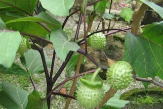 Ilustrasi, Pohon dan buah kecubung. Foto: X, @kangrekom (tangkap layar)