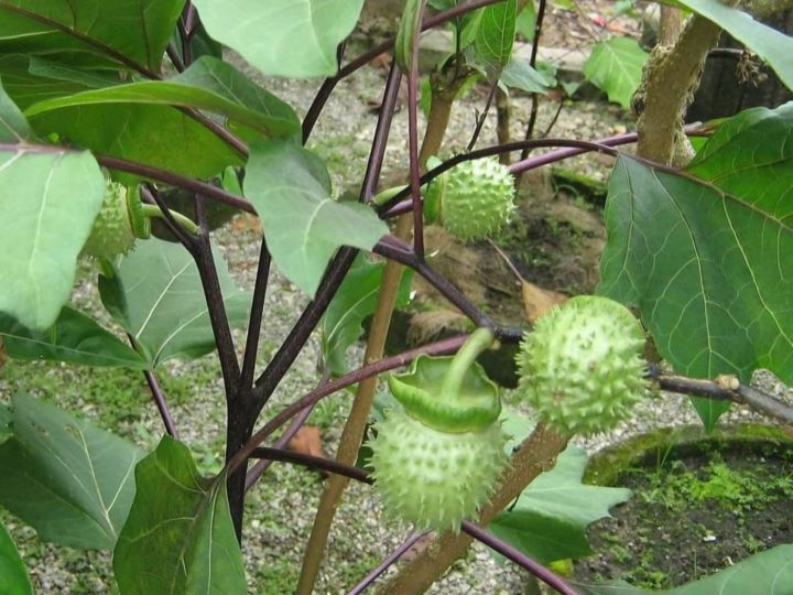 Ilustrasi, Pohon dan buah kecubung. Foto: X, @kangrekom (tangkap layar)